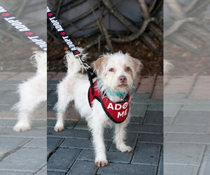 Freddie - Male Mutt Dog for Adoption - Photo #2