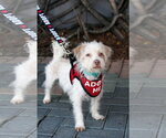 Small Photo #2 Mutt Puppy For Sale in Mission Viejo, CA, USA
