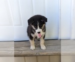 Small Photo #14 Siberian Husky Puppy For Sale in TONOPAH, NV, USA