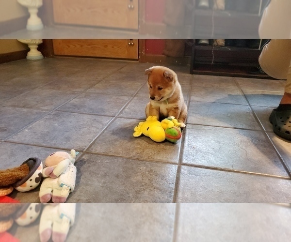 Medium Photo #6 Shiba Inu Puppy For Sale in SOMERSWORTH, NH, USA