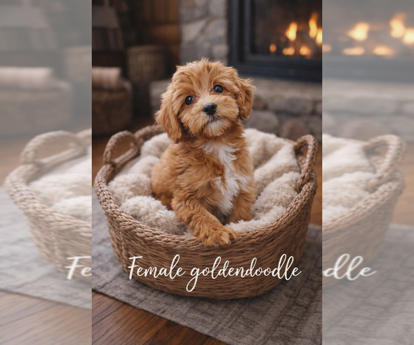 Medium Photo #1 Goldendoodle mix (+ Poodle Miniature) Puppy For Sale in MILLVILLE, MN, USA