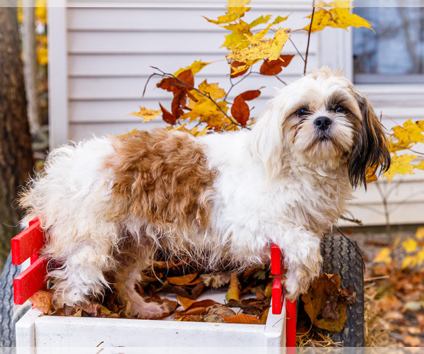 Medium Photo #8 Shih Tzu Puppy For Sale in WAKARUSA, IN, USA