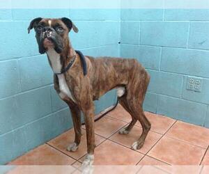Boxer Dogs for adoption in Downey, CA, USA
