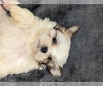 Small Photo #19 Mal-Shi Puppy For Sale in SILEX, MO, USA