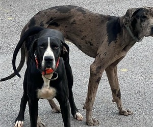 Father of the Great Dane puppies born on 10/24/2022