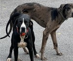 Small Photo #1 Great Dane Puppy For Sale in CHATTANOOGA, TN, USA