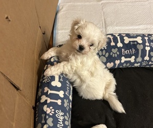 Maltese Puppy for sale in MORNING VIEW, KY, USA