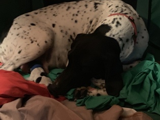 Mother of the German Shorthaired Pointer puppies born on 03/04/2019