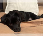 Small #3 Chihuahua Mix