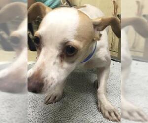 Chihuahua Dogs for adoption in Riverside, CA, USA
