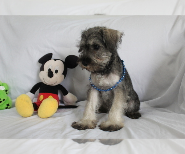 Medium Photo #5 Schnauzer (Miniature) Puppy For Sale in BROOKSVILLE, FL, USA