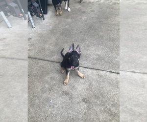 German Shepherd Dog Puppy for sale in PIERSON, FL, USA