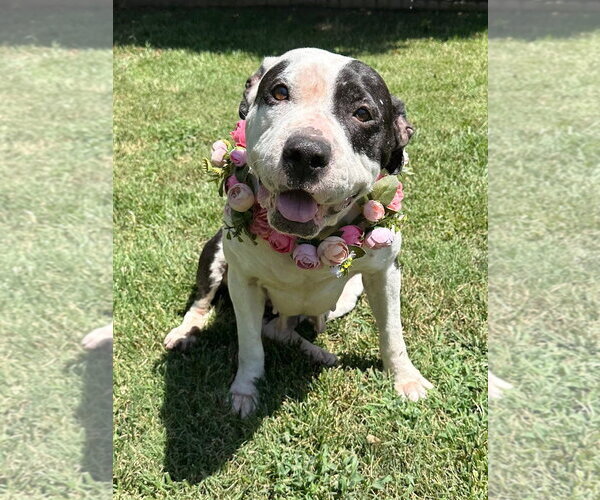 Medium Photo #13 American Pit Bull Terrier-Unknown Mix Puppy For Sale in Redlands, CA, USA