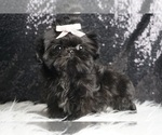Small Photo #30 Shih Tzu Puppy For Sale in WARSAW, IN, USA