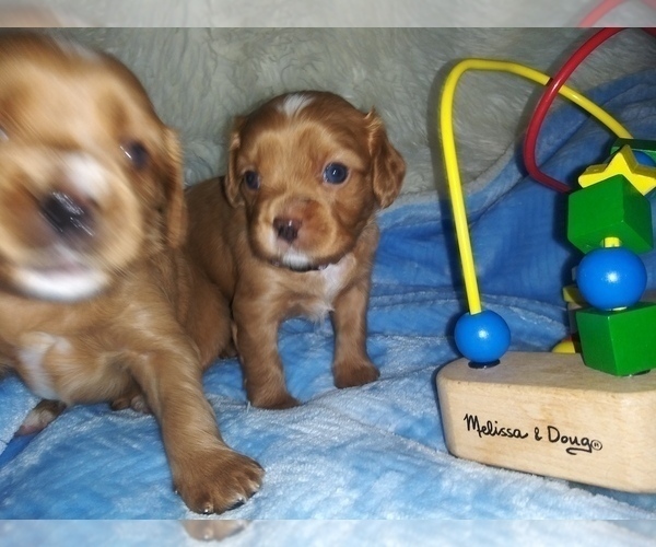 Medium Photo #11 Australian Shepherd-Cavalier King Charles Spaniel Mix Puppy For Sale in HOWLAND, OH, USA