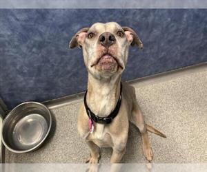 Mutt Dogs for adoption in Fort Collins, CO, USA