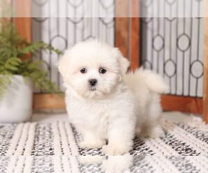 Zuchon Puppy for sale in NAPLES, FL, USA