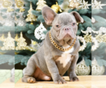 Small Photo #3 French Bulldog Puppy For Sale in BENSALEM, PA, USA