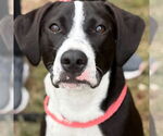 Small #5 Labrador Retriever Mix