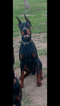 Small Photo #1 Doberman Pinscher Puppy For Sale in VALLEY CENTER, CA, USA