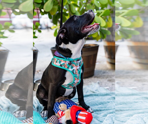Medium Photo #8 American Pit Bull Terrier-American Staffordshire Terrier Mix Puppy For Sale in Lighthouse Point, FL, USA