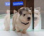 Small #1 Alaskan Malamute
