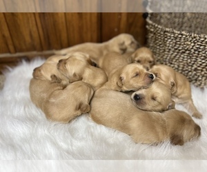 Golden Retriever Puppy for Sale in NEOLA, West Virginia USA