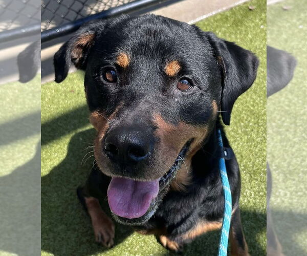 Medium Photo #1 Rottweiler Puppy For Sale in Hillsboro, NH, USA