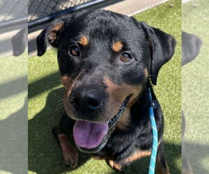 Rottweiler Dogs for adoption in Hillsboro, NH, USA