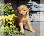 Small Labradoodle-Poodle (Standard) Mix