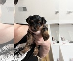 Small Photo #13 Yorkshire Terrier Puppy For Sale in FORT WORTH, TX, USA