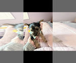 Small #2 Yorkshire Terrier