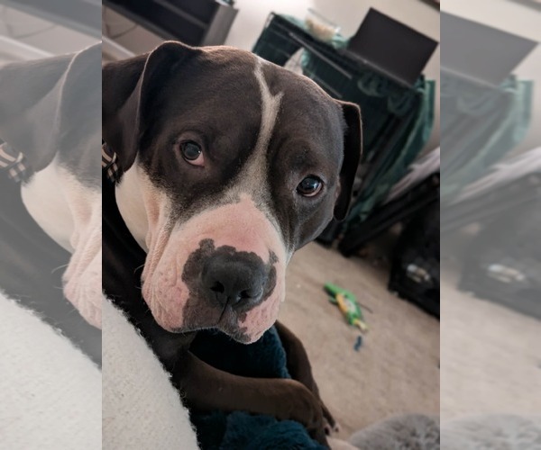 Medium Photo #7 American Bulldog-Staffordshire Bull Terrier Mix Puppy For Sale in Germantown, OH, USA