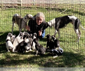 Whippet Litter for sale in JANESVILLE, WI, USA