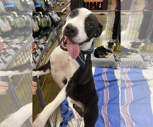 American Pit Bull Terrier-Great Dane Mix Dogs for adoption in El Centro, CA, USA