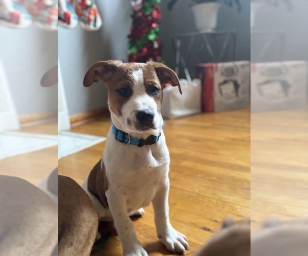 Medium Photo #4 America Bandogge Mastiff Puppy For Sale in SNELLVILLE, GA, USA