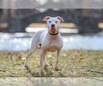 Small #6 American Pit Bull Terrier Mix