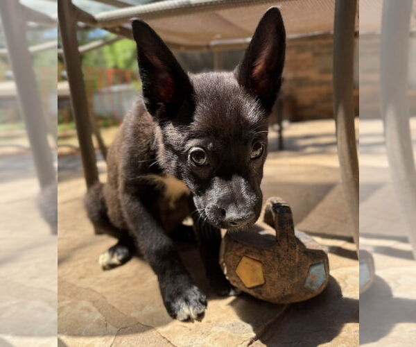 Medium Photo #8 Labrador Retriever-Unknown Mix Puppy For Sale in OKLAHOMA CITY, OK, USA