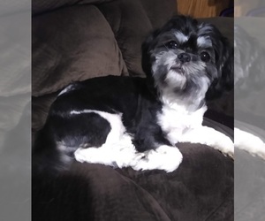 Mother of the Shih Tzu puppies born on 10/27/2024