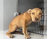 Small Labrador Retriever Mix