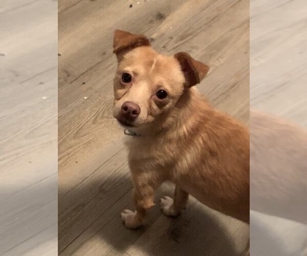 Medium Photo #6 Chihuahua Puppy For Sale in MIDWAY, UT, USA