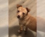 Small #5 Chihuahua