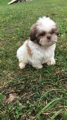 Shih Tzu Puppy for sale in HAMPSHIRE, IL, USA