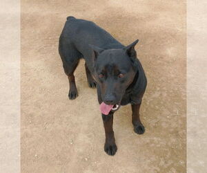Love - Female Labrador Retriever Dog for Adoption - Photo #8