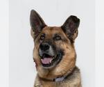 Small German Shepherd Dog