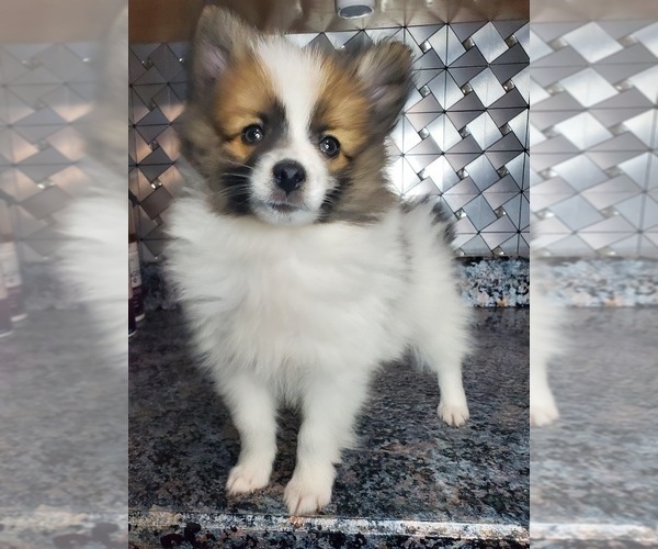 Medium Photo #2 Pomeranian Puppy For Sale in GOSHEN, IN, USA
