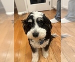 Small Photo #1 Double Doodle Puppy For Sale in SAN JOSE, CA, USA