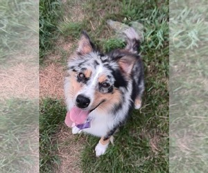 Australian Shepherd-Unknown Mix Dogs for adoption in pomfret, CT, USA