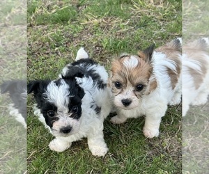 YorkiePoo Puppy for sale in CARTERSVILLE, GA, USA
