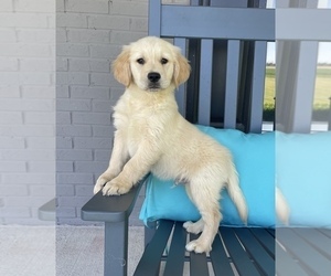 Golden Retriever Puppy for sale in FRANKLIN, IN, USA